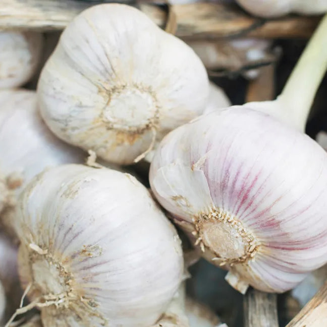 Garlic Extract Supplements: Unearthing the Benefits